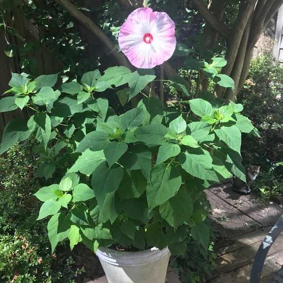 Meet your Poshers, Ginger & Pamela - Picture 9 of 9